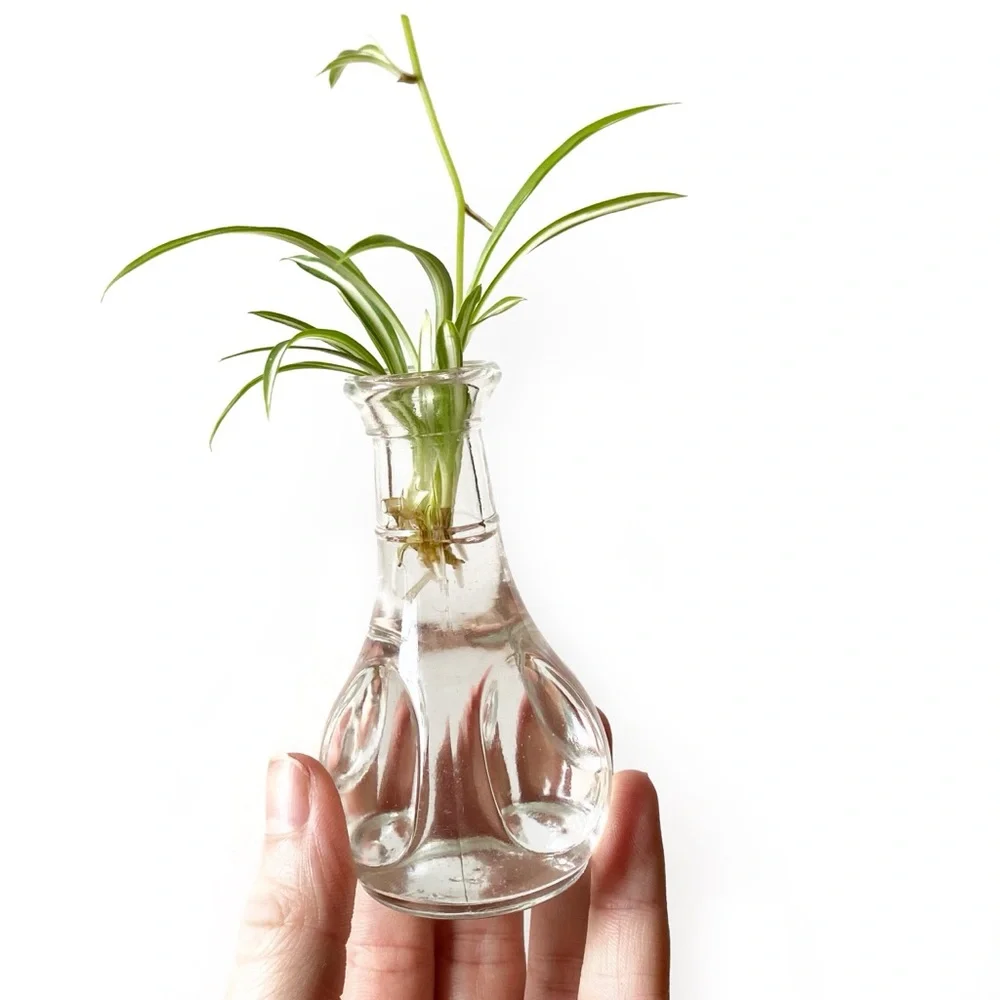 Vintage Mini Glass Vase Plant Propagation Jar Mini Collectible Decor MCM